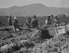 Carrot pullers from Texas, Oklahoma, Missouri, Arkansas and Mexico in Coachella Valley, CA, 1937. Creator: Dorothea Lange