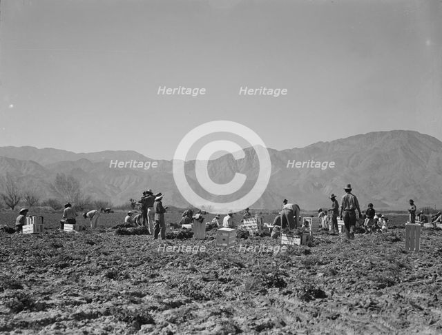 Carrot pullers from Texas, Oklahoma, Missouri, Arkansas and Mexico in Coachella Valley, CA, 1937. Creator: Dorothea Lange.