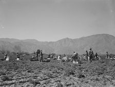 Carrot pullers from Texas, Oklahoma, Missouri, Arkansas and Mexico in Coachella Valley, CA, 1937. Creator: Dorothea Lange