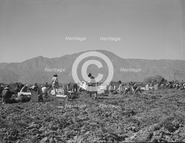 Carrot pullers from Texas, Oklahoma, Missouri, Arkansas and Mexico in Coachella Valley, CA, 1937. Creator: Dorothea Lange.