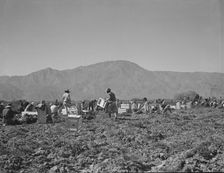 Carrot pullers from Texas, Oklahoma, Missouri, Arkansas and Mexico in Coachella Valley, CA, 1937. Creator: Dorothea Lange