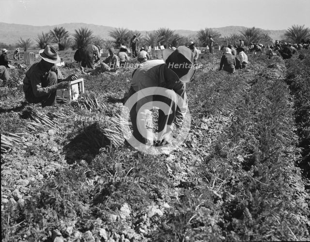 Carrot pullers from Texas, Oklahoma, Missouri, Arkansas and Mexico in Coachella Valley, CA, 1937. Creator: Dorothea Lange.