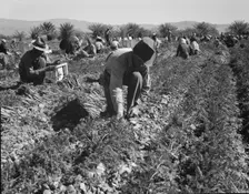 Carrot pullers from Texas, Oklahoma, Missouri, Arkansas and Mexico in Coachella Valley, CA, 1937. Creator: Dorothea Lange