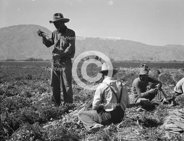 Carrot pullers from Texas, Oklahoma, Missouri, Arkansas and Mexico in Coachella Valley, CA, 1937. Creator: Dorothea Lange.