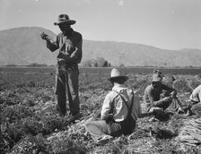 Carrot pullers from Texas, Oklahoma, Missouri, Arkansas and Mexico in Coachella Valley, CA, 1937. Creator: Dorothea Lange