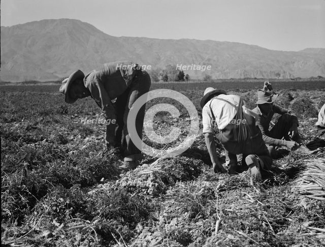 Carrot pullers from Texas, Oklahoma, Missouri, Arkansas and Mexico in Coachella Valley, CA, 1937. Creator: Dorothea Lange.