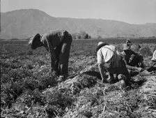 Carrot pullers from Texas, Oklahoma, Missouri, Arkansas and Mexico in Coachella Valley, CA, 1937. Creator: Dorothea Lange