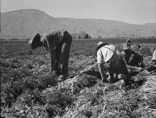 Carrot pullers from Texas, Oklahoma, Missouri, Arkansas and Mexico in Coachella Valley, CA, 1937. Creator: Dorothea Lange