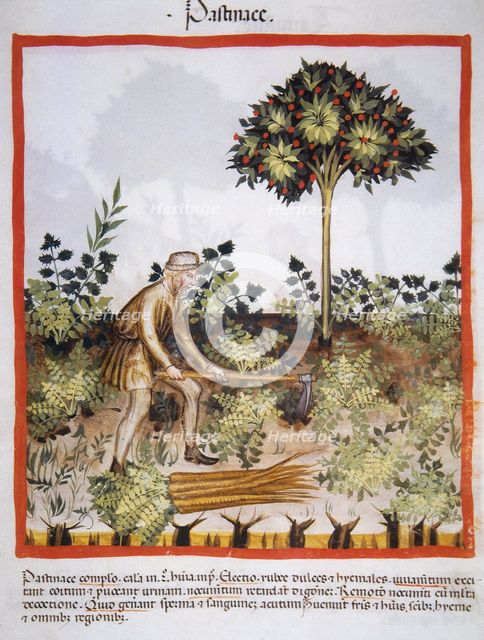Carrots, 14th century.  Creator: Unknown.