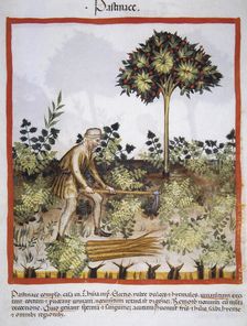 Carrots, 14th century. Creator: Unknown