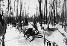 Carriage of goods by reindeer, 1890. Creator: Unknown