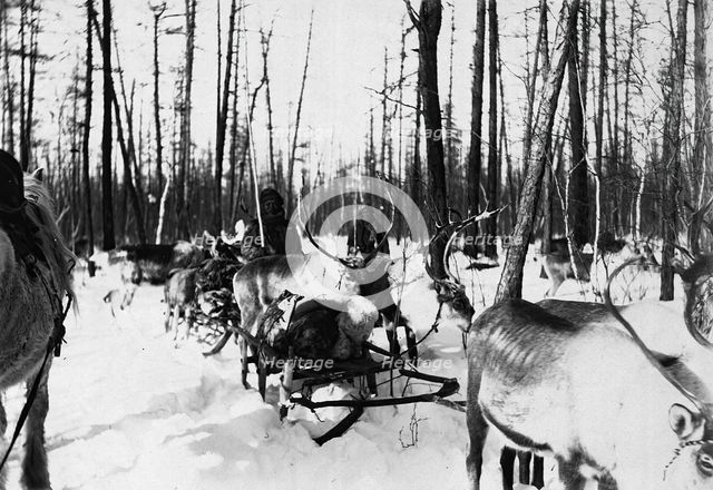 Carriage of goods by reindeer, 1890. Creator: Unknown.