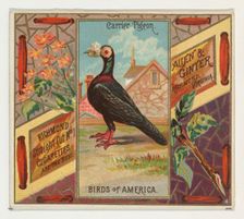Carrier Pigeon, from the Birds of America series (N37) for Allen & Ginter Cigarettes, 1888. Creator: Allen & Ginter