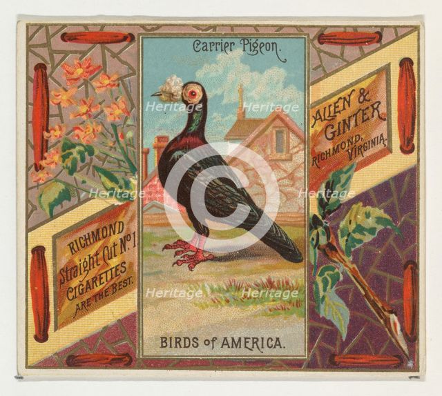 Carrier Pigeon, from the Birds of America series (N37) for Allen & Ginter Cigarettes, 1888. Creator: Allen & Ginter.