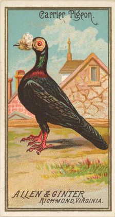 Carrier Pigeon, from the Birds of America series (N4) for Allen & Ginter Cigarettes Brands, 1888. Creator: Allen & Ginter