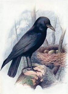 Carrion-Crow - Cor'vus coro'ne c1910, (1910). Artist: George James Rankin