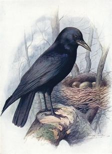 Carrion-Crow - Cor'vus coro'ne c1910, (1910). Artist: George James Rankin