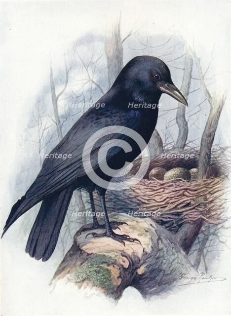 'Carrion-Crow - Cor'vus coro'ne', c1910, (1910). Artist: George James Rankin.