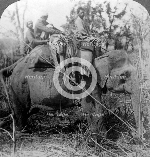 Carrying dead tigers back to camp, Behar ungle, India, c1900s(?).Artist: Underwood & Underwood