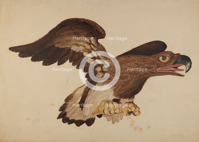 Carved Wooden Eagle, c. 1939. Creator: Robert Gilson.