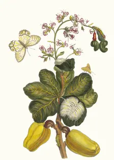 Caschou. From the Book Metamorphosis insectorum Surinamensium, 1705. Creator: Merian, Maria Sibylla (1647-1717)