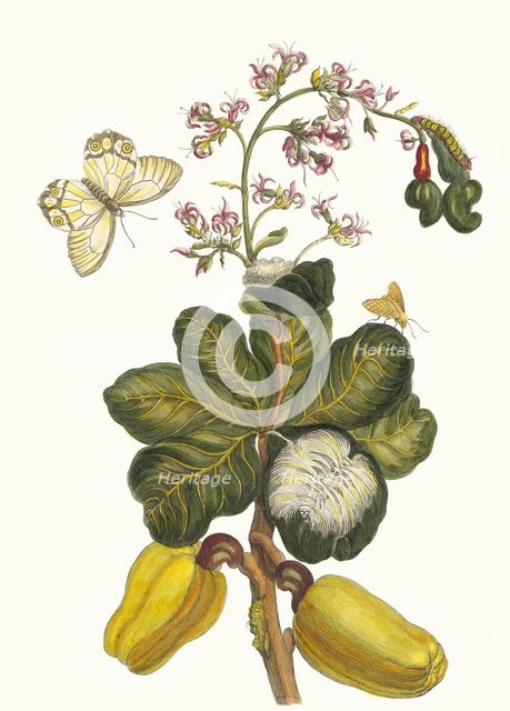 Caschou. From the Book Metamorphosis insectorum Surinamensium, 1705. Creator: Merian, Maria Sibylla (1647-1717).
