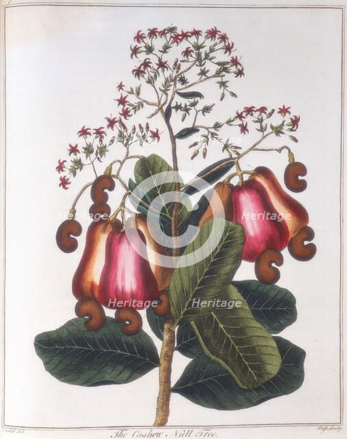 Cashew nut - Anacardium occidentale, c1798. Artist: Unknown