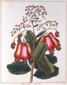 Cashew nut - Anacardium occidentale, c1798. Creator: Unknown
