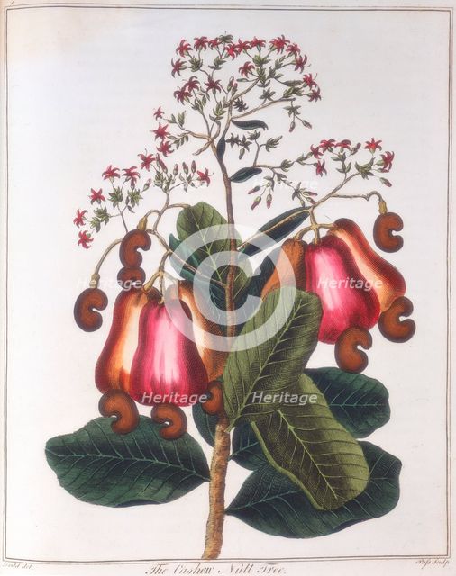Cashew nut - Anacardium occidentale, c1798. Creator: Unknown.