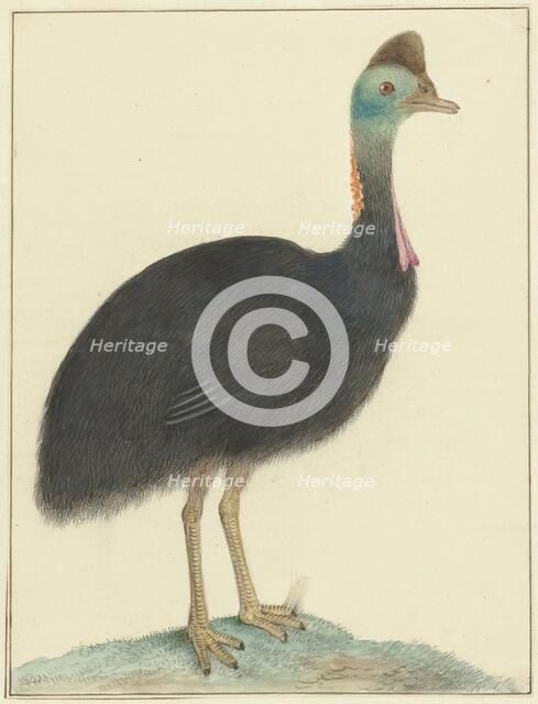 Cassowary, 1826. Creator: Isaac van Haastert.