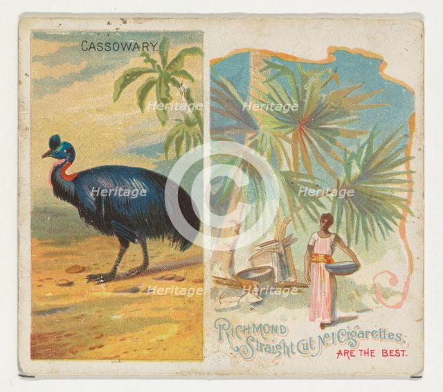 Cassowary, from Birds of the Tropics series (N38) for Allen & Ginter Cigarettes, 1889. Creator: Allen & Ginter.