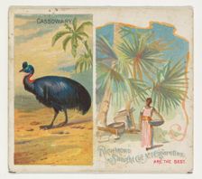 Cassowary, from Birds of the Tropics series (N38) for Allen & Ginter Cigarettes, 1889. Creator: Allen & Ginter