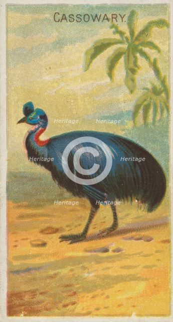 Cassowary, from the Birds of the Tropics series (N5) for Allen & Ginter Cigarettes Brands, 1889. Creator: Allen & Ginter.