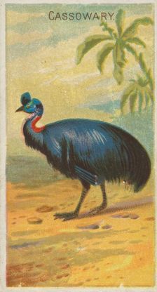 Cassowary, from the Birds of the Tropics series (N5) for Allen & Ginter Cigarettes Brands, 1889. Creator: Allen & Ginter