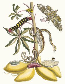 Cassave. From the Book Metamorphosis insectorum Surinamensium, 1705. Creator: Merian, Maria Sibylla (1647-1717)