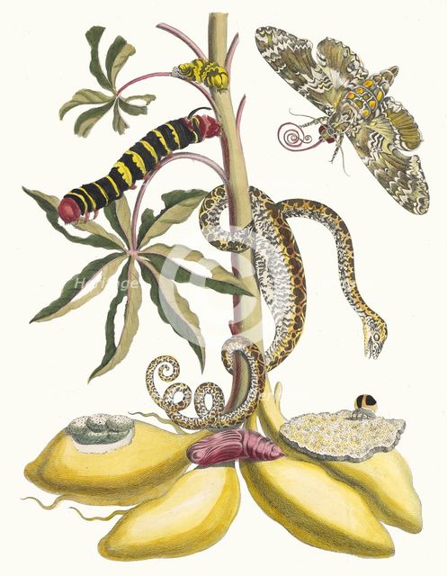 Cassave. From the Book Metamorphosis insectorum Surinamensium, 1705. Creator: Merian, Maria Sibylla (1647-1717).