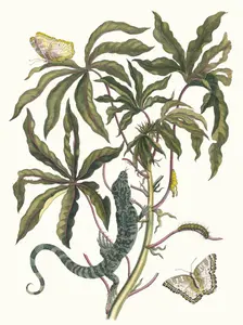 Cassave. From the Book Metamorphosis insectorum Surinamensium, 1705. Creator: Merian, Maria Sibylla (1647-1717)