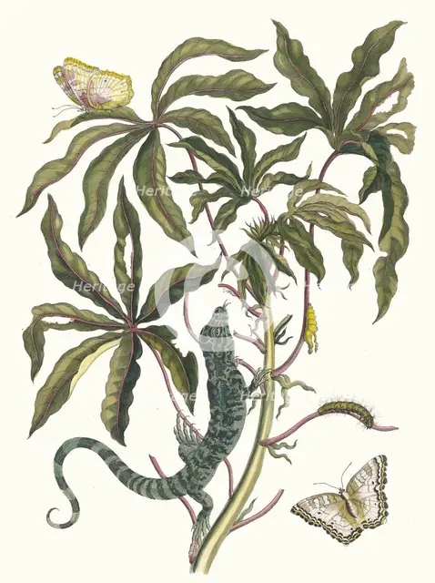 Cassave. From the Book Metamorphosis insectorum Surinamensium, 1705. Creator: Merian, Maria Sibylla (1647-1717).