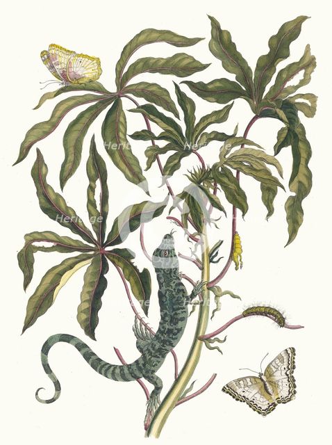 Cassave. From the Book Metamorphosis insectorum Surinamensium, 1705. Creator: Merian, Maria Sibylla (1647-1717).