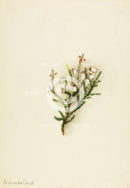 Cassiope (Cassiope mertensiana), ca. 1900-1905. Creator: Mary Vaux Walcott.