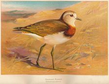 Caspian Plover (Ochthodromus asiaticus) 1900, (1900). Artist: Charles Whymper