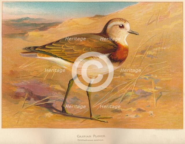 'Caspian Plover (Ochthodromus asiaticus)', 1900, (1900). Artist: Charles Whymper.