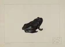 Cast Iron Frog, c. 1938. Creator: Ralph N. Morgan