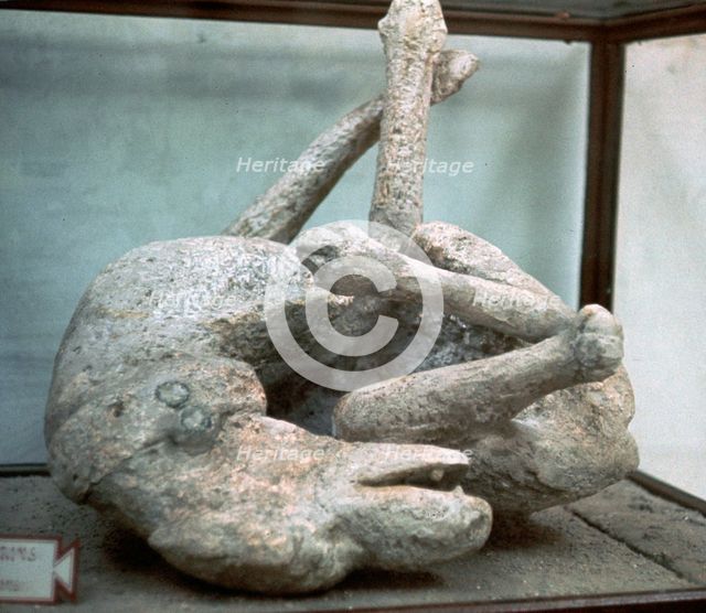 Cast of a chained dog from Pompeii, 1st century. Creator: Unknown.