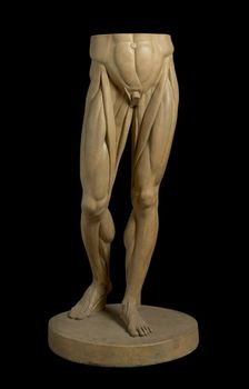 Cast of Legs and Stomach of Jean-Antoine Houdon's 1767 Écorché au bras tendu, (19th century?). Creator: Unknown