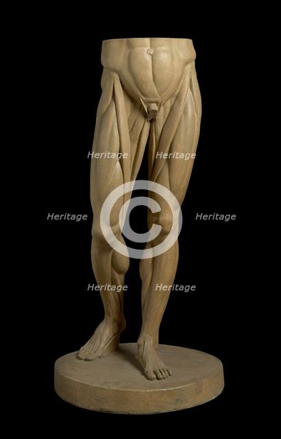 Cast of Legs and Stomach of Jean-Antoine Houdon's 1767 Écorché au bras tendu, (19th century?). Creator: Unknown.