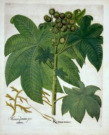 Castor Oil Plant, from Hortus Eystettensis by Basil Besler (1561-1629) pub. 1613