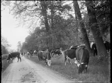 Castle Ashby, South Northamptonshire, Northamptonshire, 1920. Creator: Katherine Jean Macfee