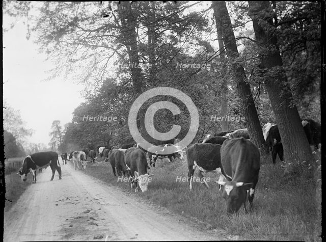 Castle Ashby, South Northamptonshire, Northamptonshire, 1920. Creator: Katherine Jean Macfee.