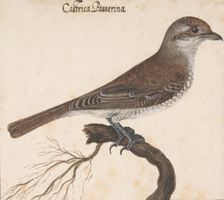 Castrica Passerina, . Creator: Vincenzo Leonardi